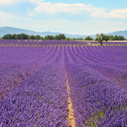 La boucle de la Lavande